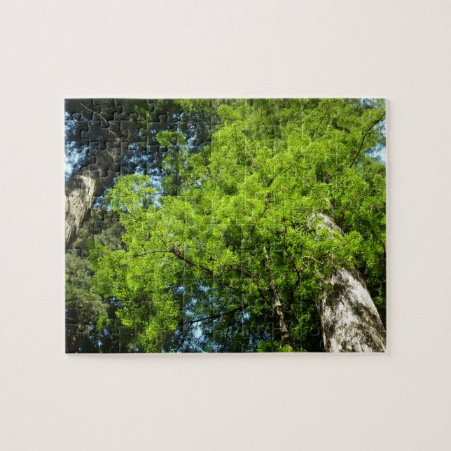 Redwood Boughs im Redwood National Park (Horizontal)