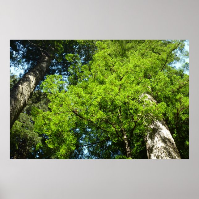 Redwood Boughs im Redwood National Park Poster (Vorne)
