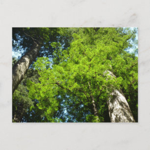 Redwood Boughs im Redwood National Park Postkarte