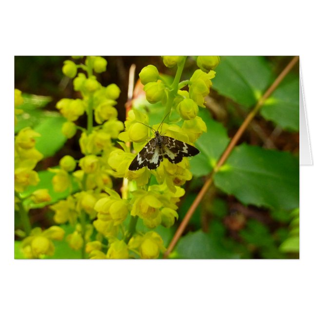 Redwood Butterfly und Wildblumen (Vorderseite (Horizontal))