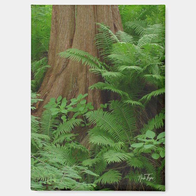 Redwood & Ferns-Magnet Magnet (Vorderseite)