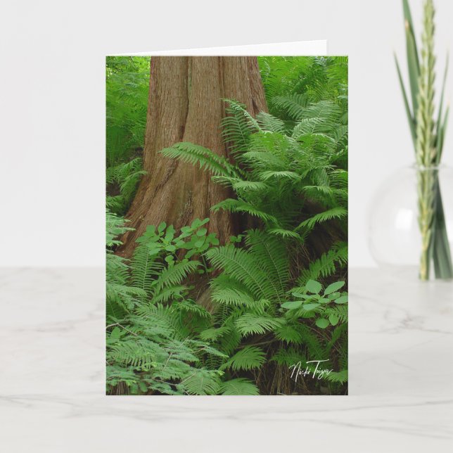 Redwood & Ferns notecard Dankeskarte (Vorderseite)