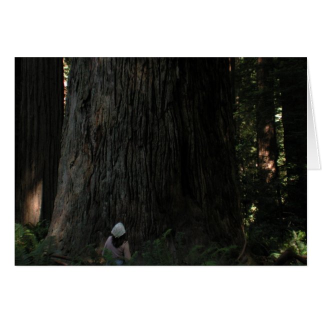 Redwood Forest (Vorderseite (Horizontal))