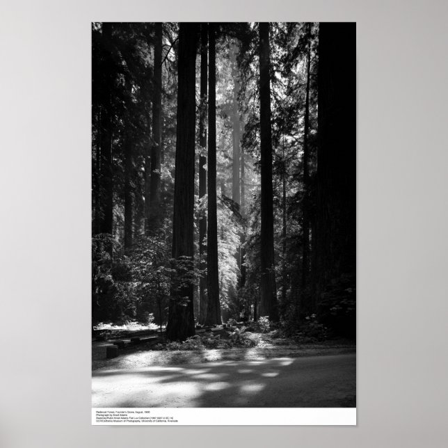 Redwood Forest, Founder's Grove, 1966 Poster (Vorne)