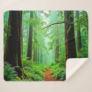Redwood Forest Mistle Tranquility Design Sherpadecke