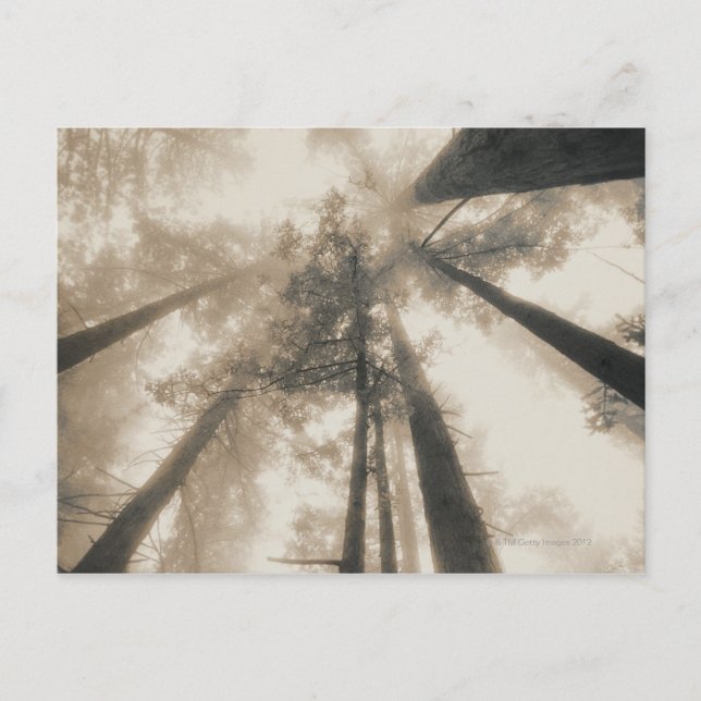 Redwood Forest, Nordkalifornien Postkarte (Vorderseite)