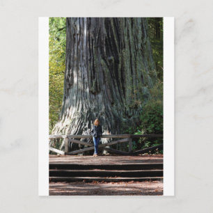 Redwood Forest Postkarte