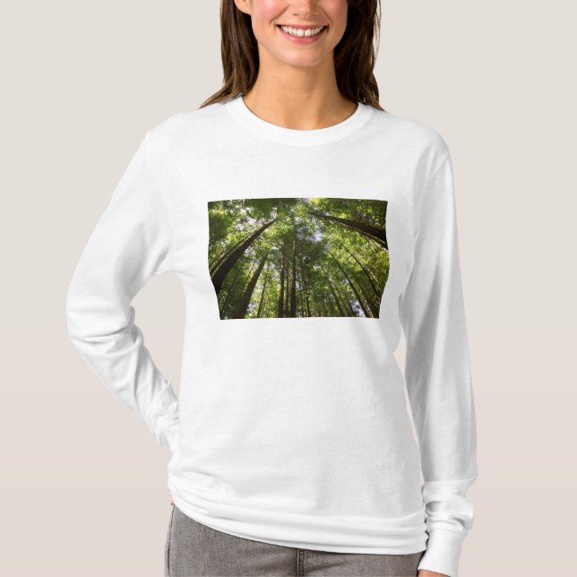 Redwood Forest, Rotorua, Neuseeland 2 T-Shirt (Vorderseite)
