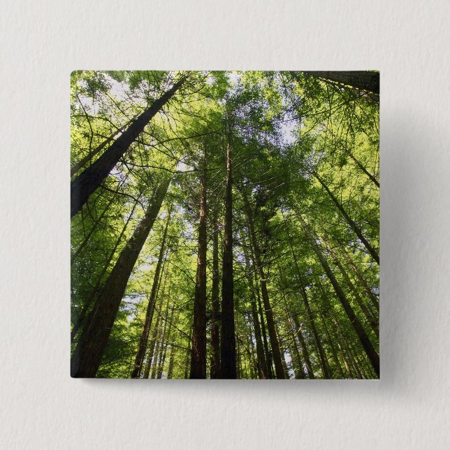 Redwood Forest, Rotorua, Neuseeland Button (Vorderseite)