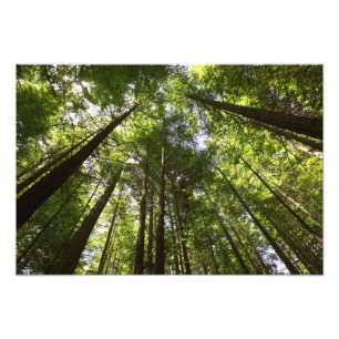 Redwood Forest, Rotorua, Neuseeland Fotodruck