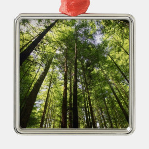 Redwood Forest, Rotorua, Neuseeland Silbernes Ornament