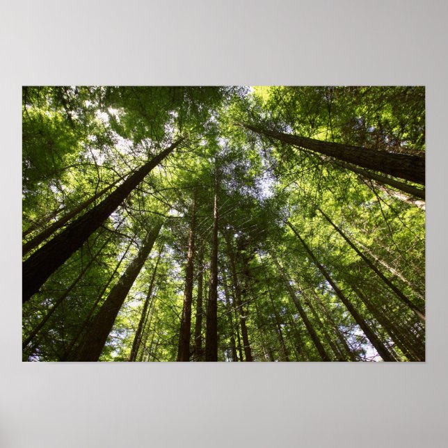 Redwood Forest, Rotorua, New Zealand Poster (Vorne)