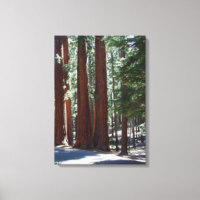 Redwood Forest Sequoia Tree Wall Art Leinwanddruck (Vorderseite)