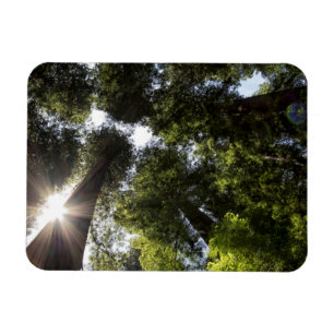 Redwood, Humboldt Redwoods Staat Park Magnet
