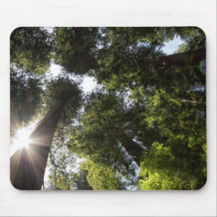 Redwood, Humboldt Redwoods Staat Park Mousepad