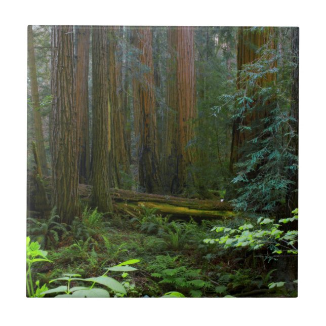 Redwood in Muir Woods National Park Fliese (Vorderseite)