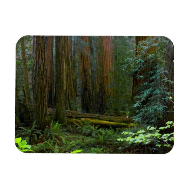 Redwood in Muir Woods National Park Magnet (Horizontal)