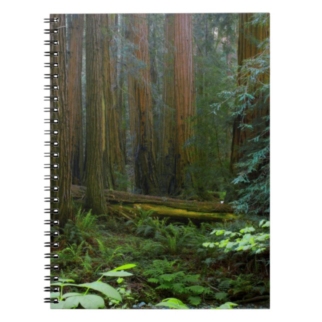Redwood in Muir Woods National Park Notizblock (Vorderseite)