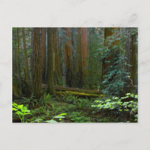Redwood in Muir Woods National Park Postkarte