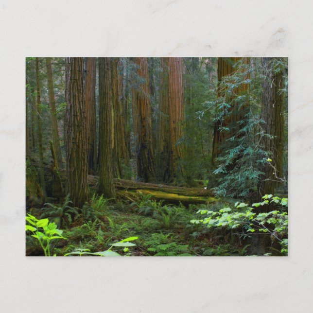 Redwood in Muir Woods National Park Postkarte (Vorderseite)
