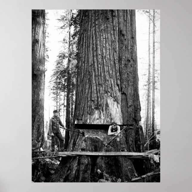 REDWOOD LUMBERJACKS 1887 POSTER (Vorne)