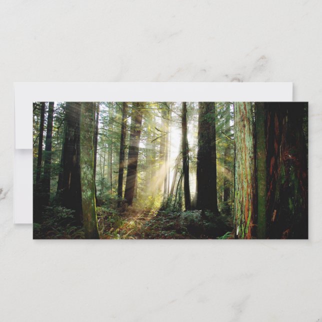 Redwood Morning (Vorderseite)