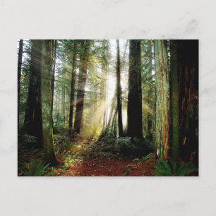 Redwood Morning Postkarte