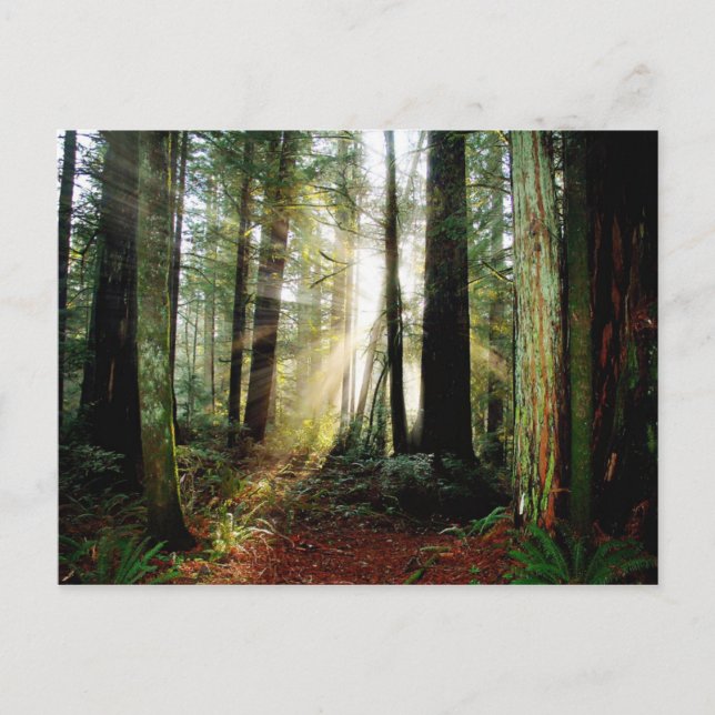 Redwood Morning Postkarte (Vorderseite)
