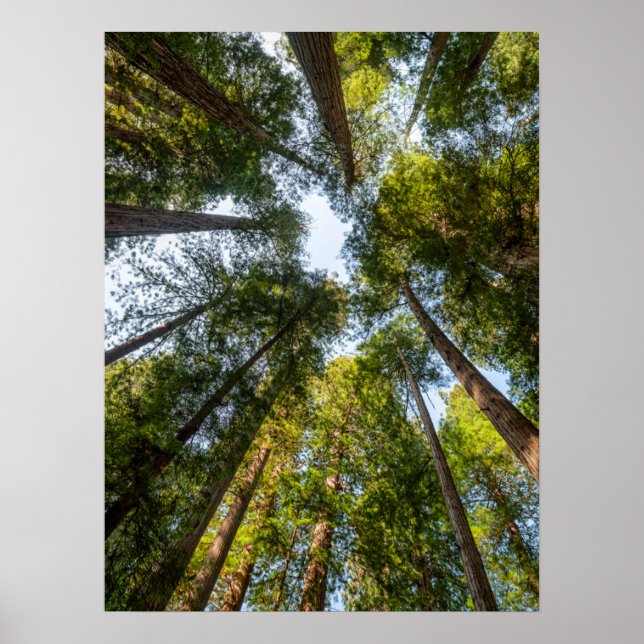 Redwood National and Staat Parks, Kalifornien Poster (Vorne)