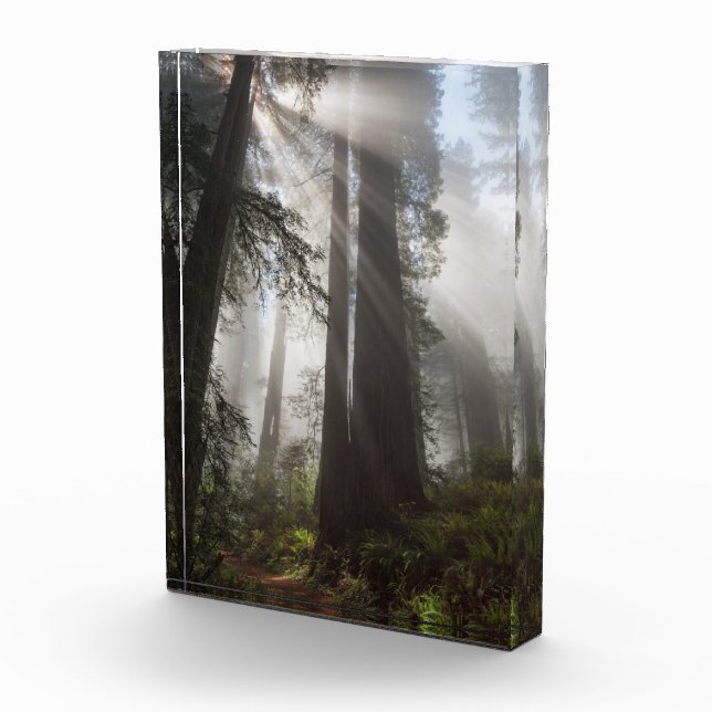 Redwood National Park California Fotoblock (Rechts)
