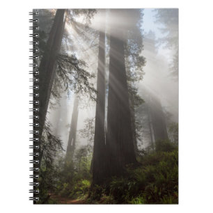 Redwood National Park California Notizblock