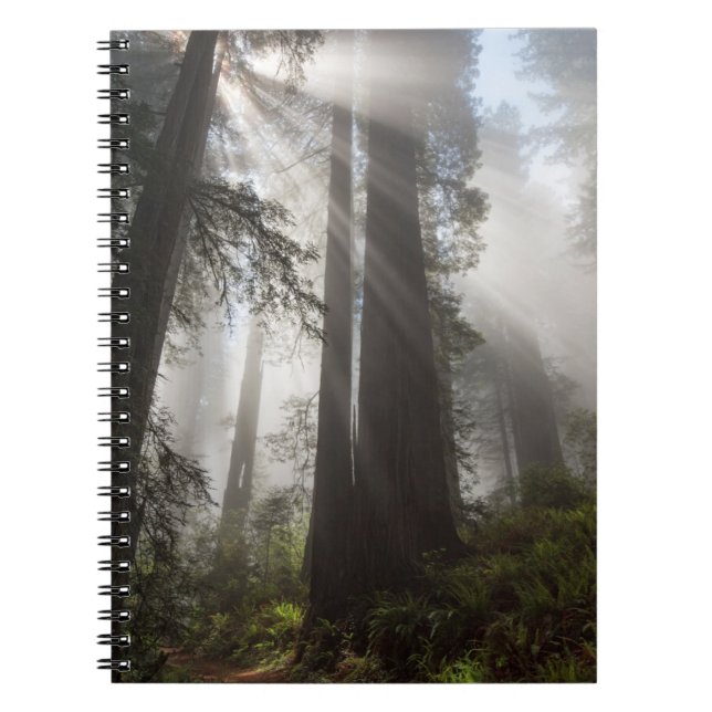 Redwood National Park California Notizblock (Vorderseite)