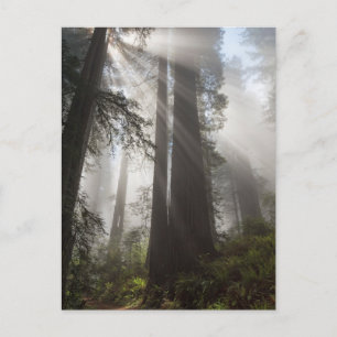 Redwood National Park California Postkarte