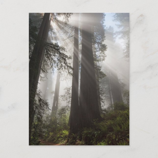 Redwood National Park California Postkarte (Vorderseite)