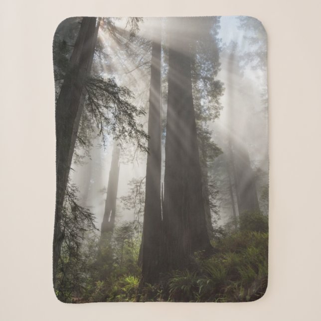 Redwood National Park California Sherpadecke (Vorderseite)