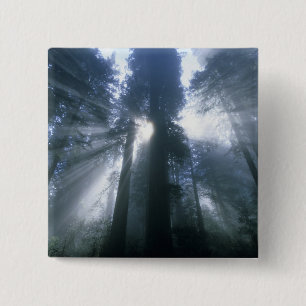 Redwood National Park, Del Norte Landkreis, neblig Button