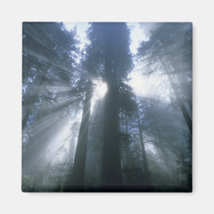 Redwood National Park, Del Norte Landkreis, neblig Magnet