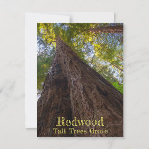 Redwood National Park Tall Trees Grove Look Up Postkarte