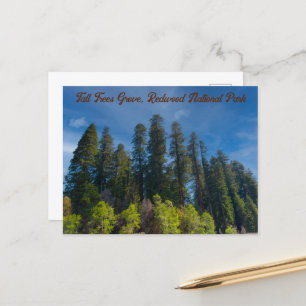 Redwood National Park Tall Trees Grove Postkarte