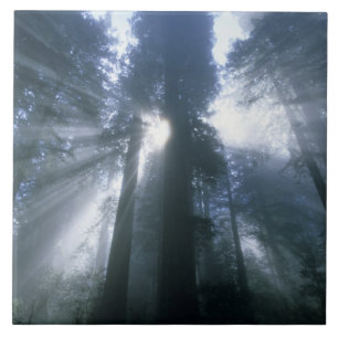 Redwood-Nationalpark, Del Norte County, neblig Fliese