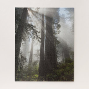 Redwood-Nationalpark Kalifornien
