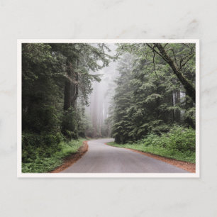 Redwood-Nationalpark Kalifornien Bäume Postkarte