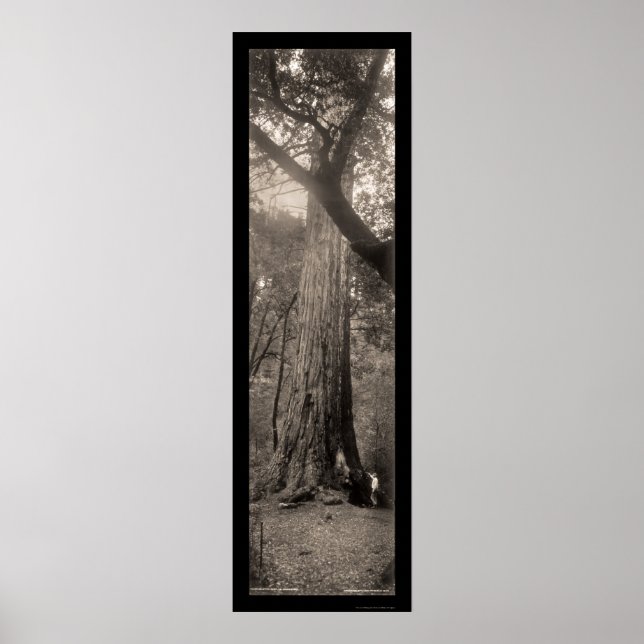 Redwood Tree Foto 1907 Poster (Vorne)