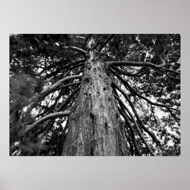 Redwood Tree Fotograf Poster (Vorne)