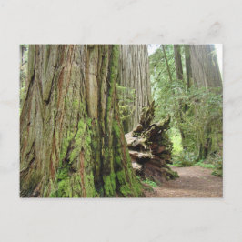 Redwood Tree Postkarten Big California Redwoods
