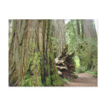 Redwood Tree Postkarten Big California Redwoods