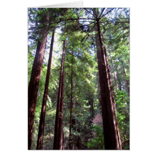 Redwood Trees