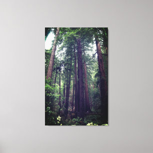 Redwood Trees #1 Leinwand
