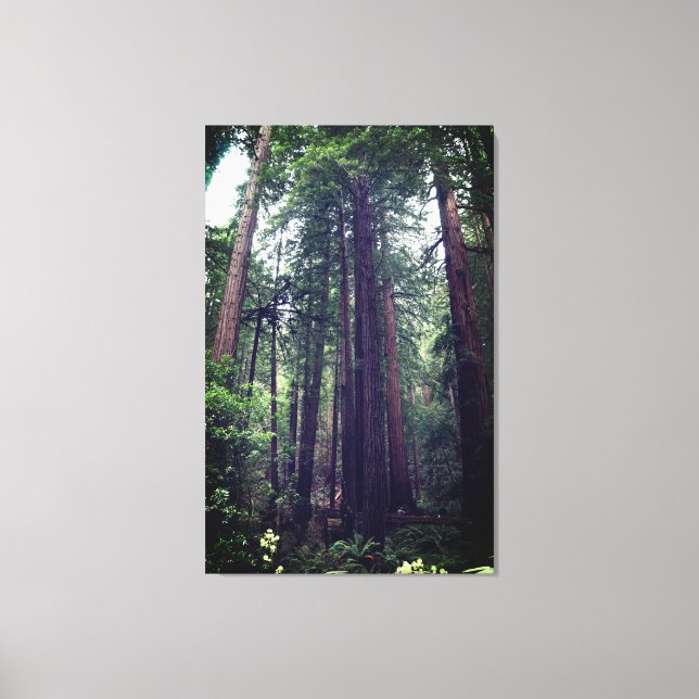 Redwood Trees #1 Leinwand (Vorderseite)