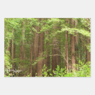 Redwood Trees at Muir Woods National Monument Geschenkpapier Set